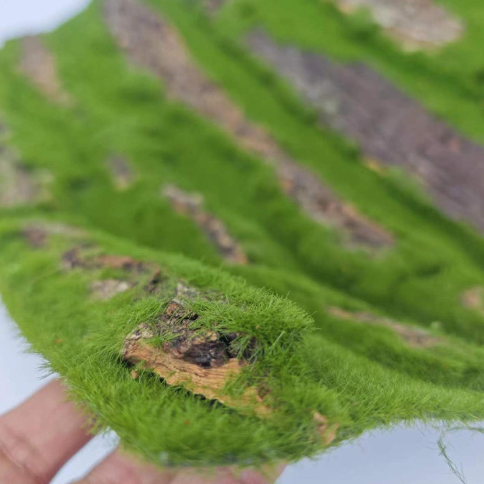 Reptile Terrarium Background D - огляд і ціна Terrarium Moss Art